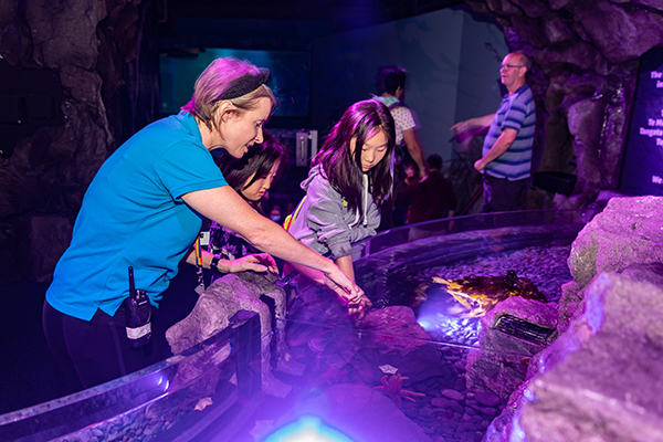 SEA LIFE Kelly Tarlton’s Aquarium unveils new interactive zone