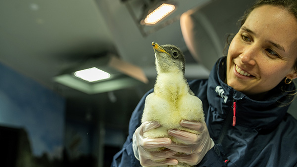 SEA LIFE Sydney Aquarium announces hatching of new Gentoo penguin chick