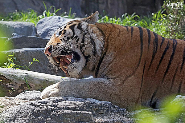 Investigations underway on early deaths of Siberian tigers in South Korea and China zoos