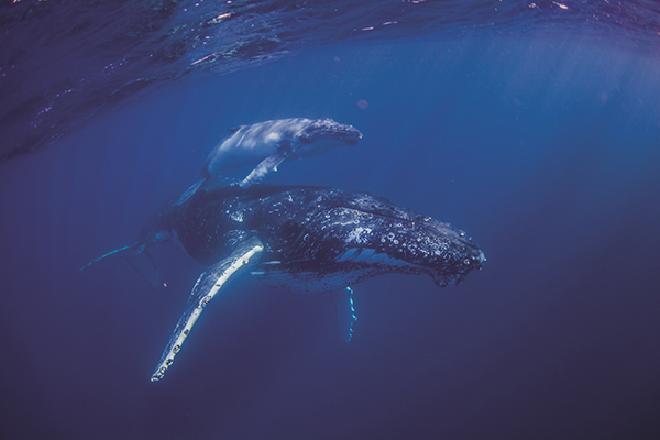 Sunshine Coast spotlights its whale watching offerings