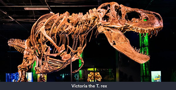 Tyrannosaurus rex fossils arrive at Melbourne Museum