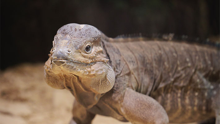 Taronga Zoo opens its Amphibian and Reptile Conservation Centre