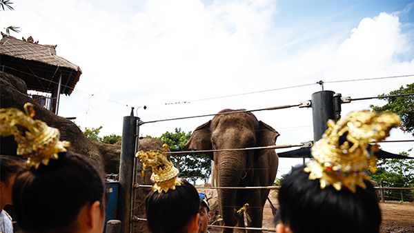 Taronga Zoo Sydney celebrates Asian Elephants with traditional Thai Ceremony