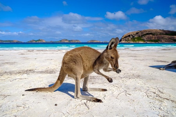 Western Australia’s Lucky Bay voted best beach in the world