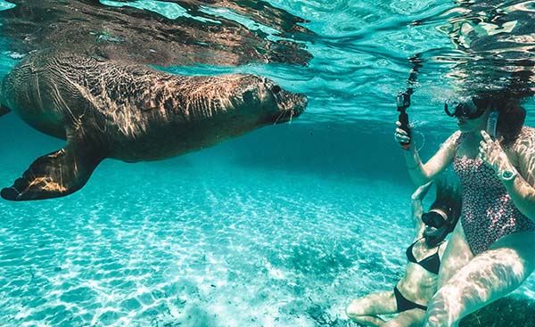 Trial proposed for swimming with seals off Western Australian coastline