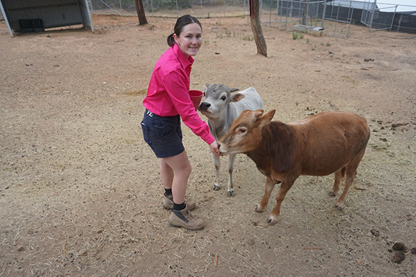 Wagga Wagga Zoo enclosure for miniature cattle nears completion