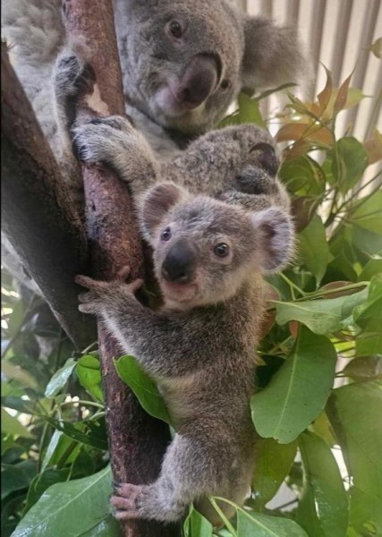 Wildlife Habitat Port Douglas welcomes Koala Joey