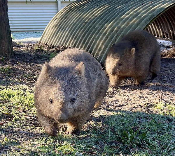 New Wildlife Hospital opens in Tasmania at Wing’s Wildlife Park