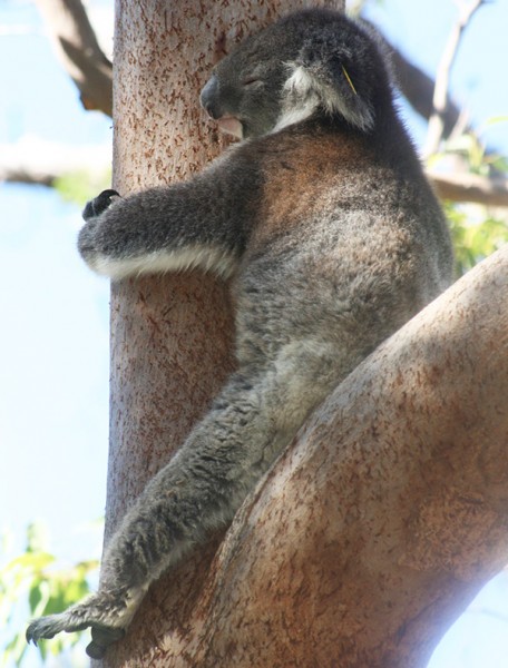 Koalas transferred from wildlife attractions to Perth’s Yanchep National Park