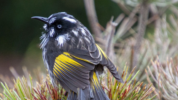 Yarra Ranges Council calls for community feedback on Draft Nature Plan