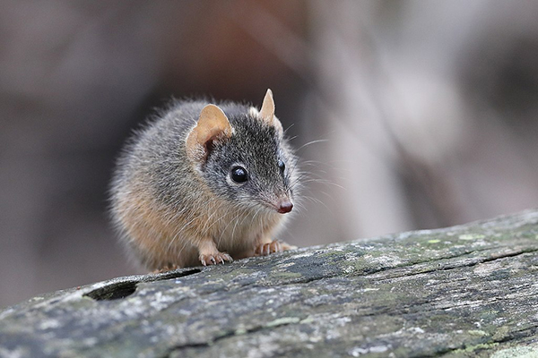 NSW Government spotlights the achievements of its rewilding project