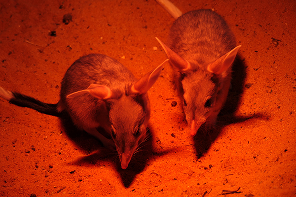 ZoosSA celebrates birth of joey twins on National Bilby Day ...