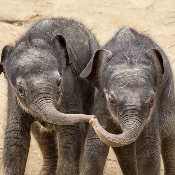 Kids Go Free program delivers free entry to Victorian zoos for children