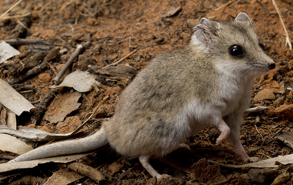 Scientists urge listing of Victoria’s fat-tailed dunnart as vulnerable