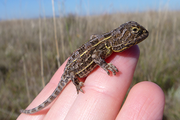 Colossal Foundation attracts $50 million of secured funding for species conservation