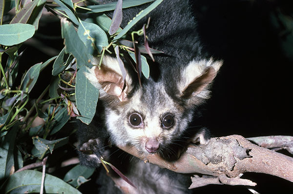 Queensland Government to create new Forest Park for endangered Greater Glider