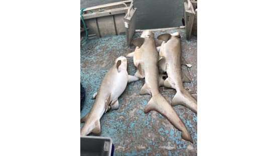 Shortened shark net season still puts endangered grey nurse sharks at extinction risk   