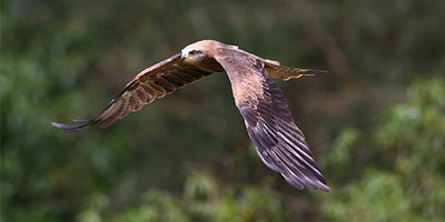 Construction commences on $3.72 million Raptor Rehabilitation Centre at Healesville Sanctuary