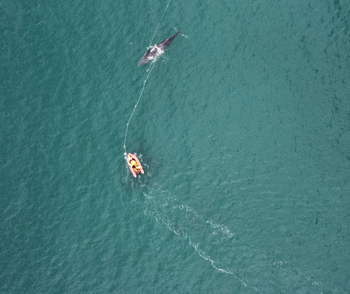 Disentanglement team poised for humpback whale migration along NSW coast