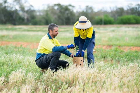 Parkes Shire Council to mark National Tree Day 2024 with woodland initiative