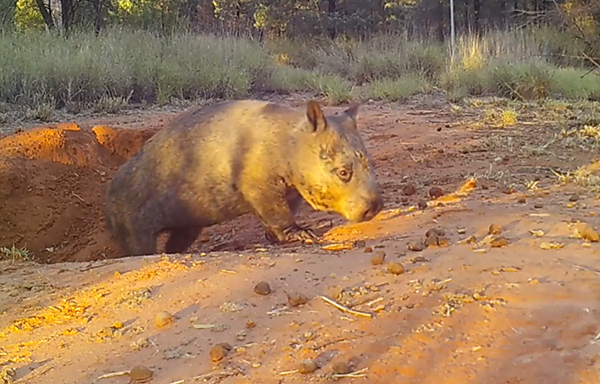 New northern hairy-nosed wombat site selected in Queensland