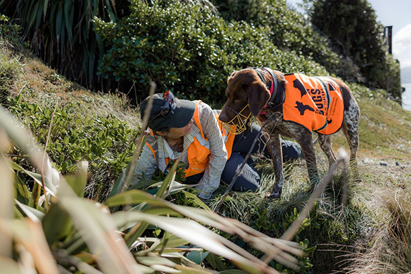 Penguin habitats monitored during construction of Wellington’s Evans Bay walking and biking path