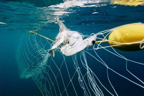 NSW Government failing to act on shark net removal at beaches