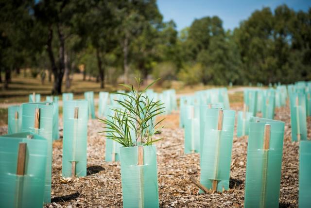 500,000 trees to shade parks and enhance wildlife habitats in Melbourne’s West