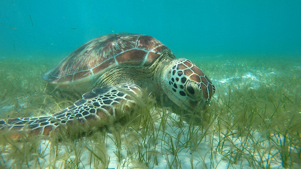 Foundations partner to revive Great Barrier Reef’s seagrass meadows