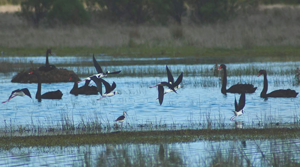 Framework launched by conservationists and tourism organisations to protect Victoria’s second largest bay