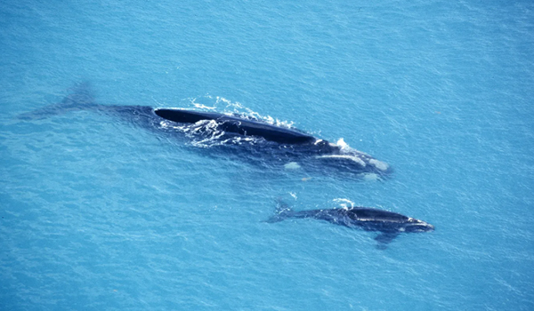 Public reminded to keep drones away from marine mammals