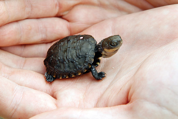 Perth Zoo announces its largest wild release of Western Swamp Tortoises ...