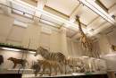 The Australian Museum reopens to public with free admission following $57.5 million transformation