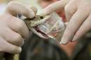 Record breaking Taipan venom yield at Australian Reptile Park