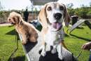 Dog lovers celebrate Darwin’s first dedicated canine parks