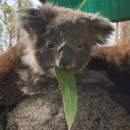 South Australian team to lead significant upgrade on Cleland Wildlife Park