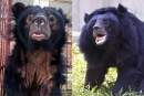 Formerly ‘traumatised’ moon bear thrives at Vietnamese animal sanctuary