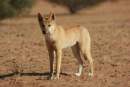 Dingoes to be used to control pests in country Victoria