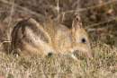 Island Ark for endangered bandicoots