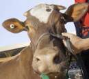 Princess Anne praises cultural and social heritage of Australian agricultural shows