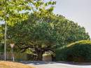 Geelong tree planting initiative aims to enhance environment and community wellbeing