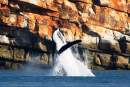 New marine park to protect Kimberley coast