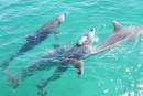 NSW Government bans dolphin breeding and importation of marine mammals