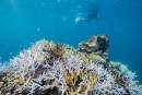 Severe coral bleaching revealed on Great Barrier Reef as UNESCO/IUCN considers whether to recommend ‘in danger’ listing   