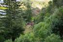 Eight million native trees planted across New Zealand in 2017