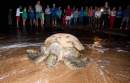 Early arrival of turtles at Mon Repos will help Bundaberg Tourism recovery