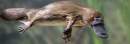 Victorian Government takes urgent action to protect the platypus