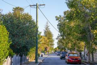 Community feedback sought on Fremantle draft Tree Retention Policy